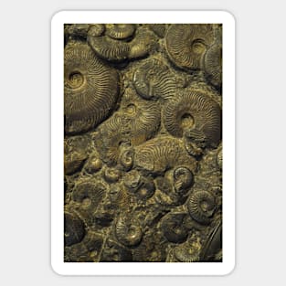 Ammonites. Sedgwick Museum of Earth Sciences, Cambridge, UK Sticker